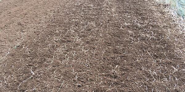 Managing Cereal Rye Cover Crop Termination